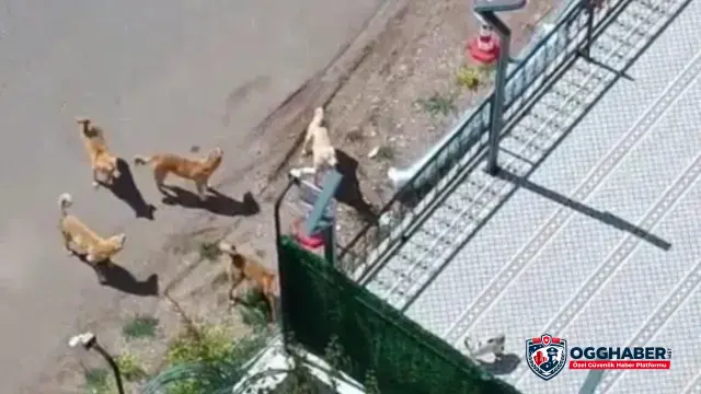 Diyarbakır'da kız çocuğunu köpeğin saldırısından güvenlik görevlisi kurtardı