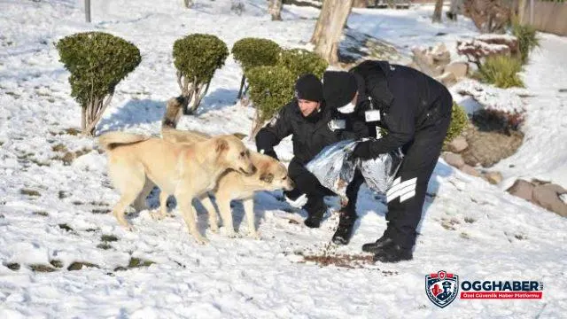 ANFA Güvenlik sokak hayvanlarına mama ulaştırıyor ANFA Güvenlik sokak hayvanlarına mama ulaştırıyor