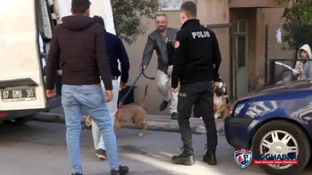 Antalya'da iki pitbullun saldırdığı özel güvenlik görevlisi kadın yaralandı