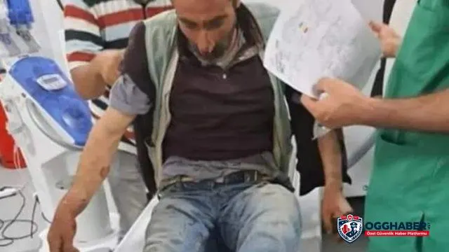 Bingöl’de ayı saldırısına uğrayan vatandaşı köpekler kurtardı
