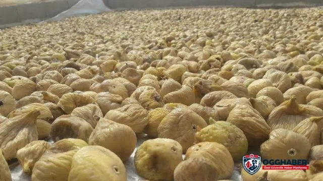 Kuru incir ihracatında hedef 70 bin ton