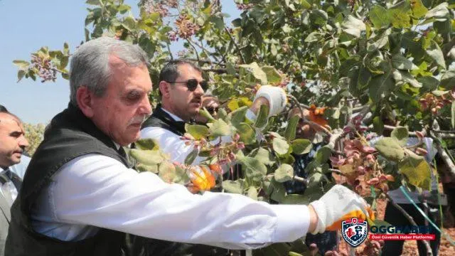 Şanlıurfa fıstıkta iddialı