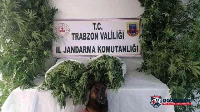 Trabzon Ortahisar'da Jandarma'dan ortak operasyon